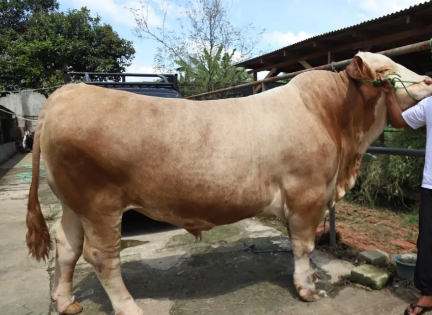 17 Sapi Kurban Bantuan Presiden Prabowo Disiapkan untuk Maluku