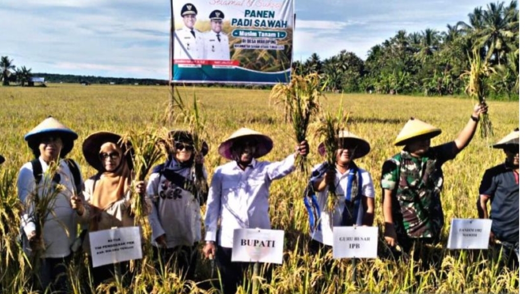 Produktivitas Sawah di Maluku Tengah Tembus 5 Ton per Hektare, Pemkab Targetkan Kenaikan