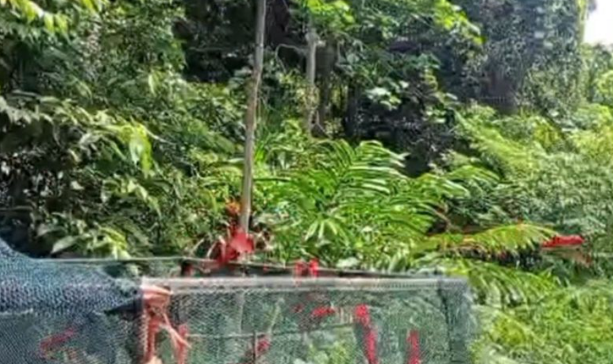 BKSDA Maluku Lepas Liar 21 Burung Kasturi Ternate ke Alam Liar
