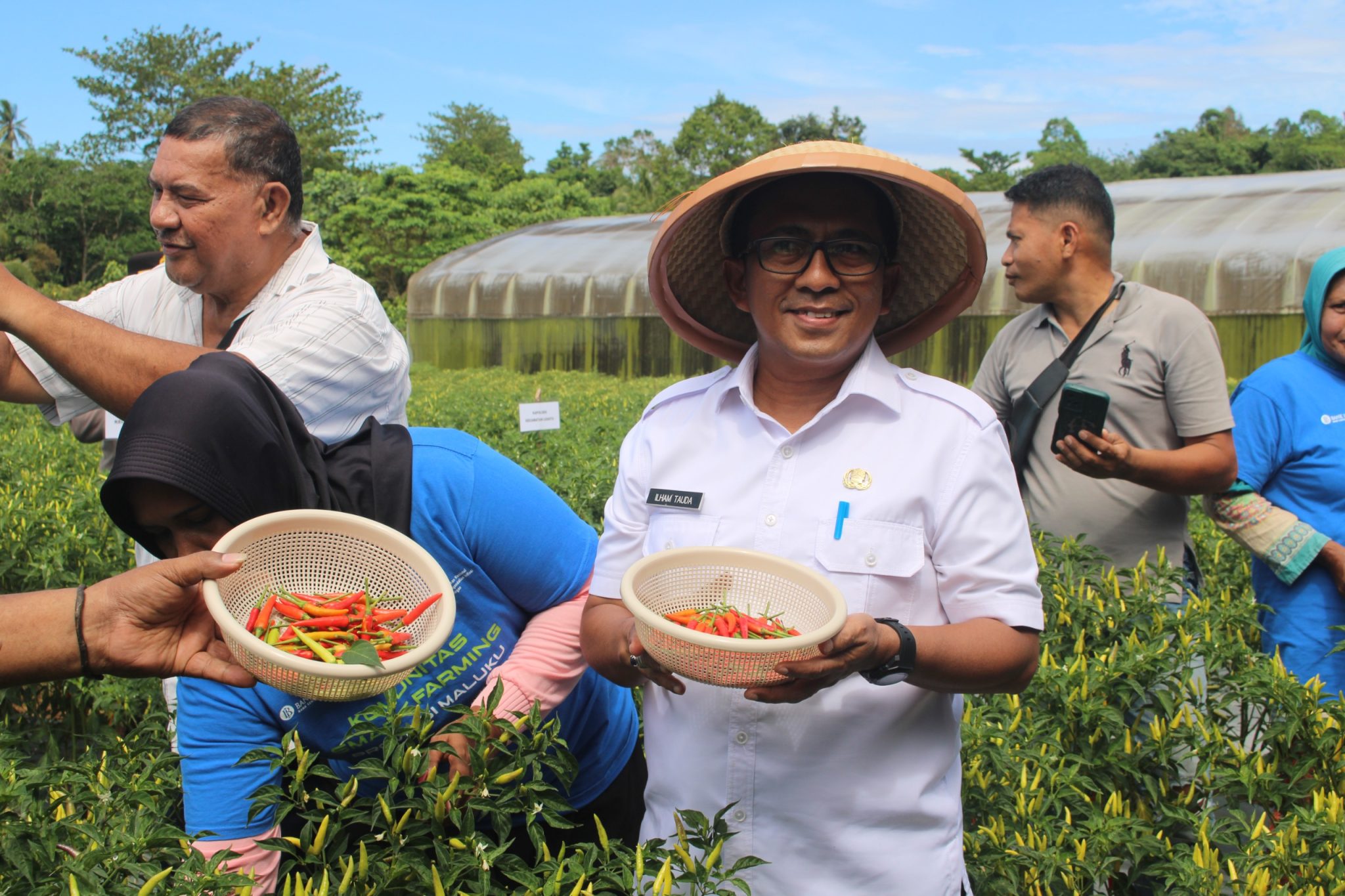 Panen Perdana Cabai Digital Farming di Maluku Bukti Nyata Transformasi Pertanian Modern