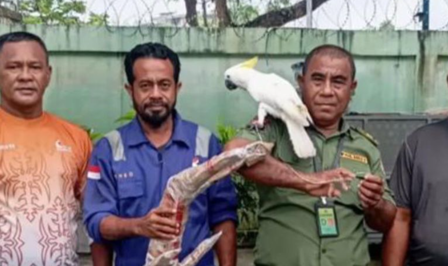 BKSDA Maluku Gagalkan Penyelundupan Satwa Dilindungi di Pelabuhan Yos Sudarso