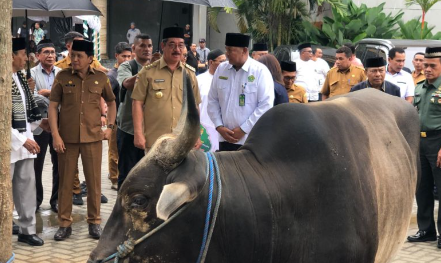 Pemprov Maluku Salurkan 151 Hewan Kurban ke 11 Daerah Jelang Idul Adha 1446 H