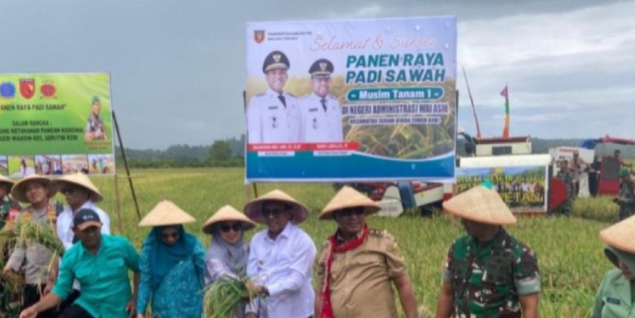 Pemkab Malteng Panen Raya 675 Hektare, Targetkan Jadi Lumbung Pangan Timur Indonesia