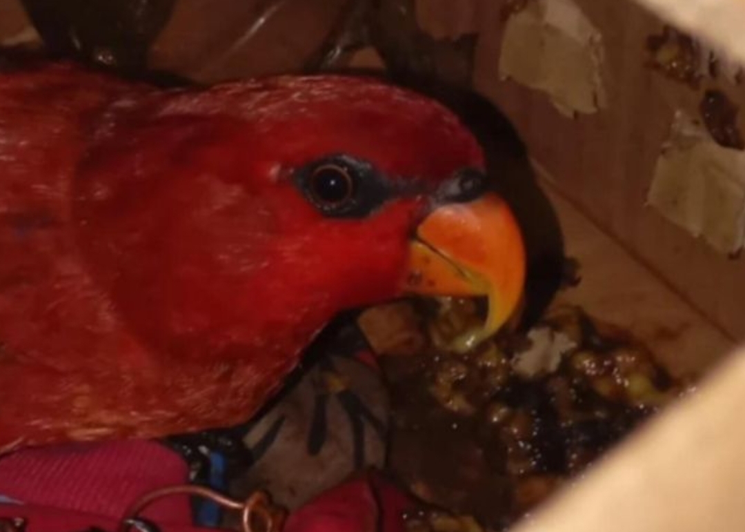 Petugas Amankan Nuri Maluku di Pelabuhan Ambon, Diduga Hendak Dibawa Tanpa Dokumen