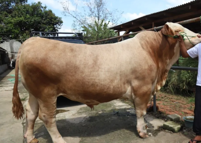 17 Sapi Kurban Bantuan Presiden Prabowo Disiapkan untuk Maluku