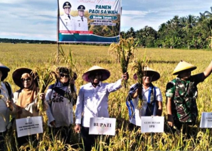 Produktivitas Sawah di Maluku Tengah Tembus 5 Ton per Hektare, Pemkab Targetkan Kenaikan