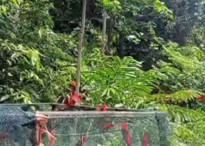 BKSDA Maluku Lepas Liar 21 Burung Kasturi Ternate ke Alam Liar