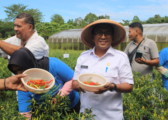 Panen Perdana Cabai Digital Farming di Maluku Bukti Nyata Transformasi Pertanian Modern