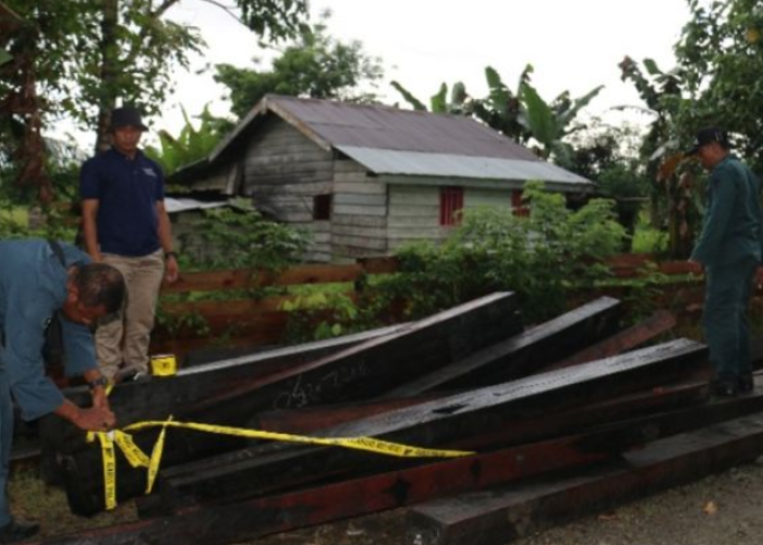 Kemenhut Bongkar Penyelundupan Kayu Ilegal Lewat Tol Laut, Tersangka NS Diproses di Ambon