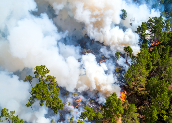 Kebakaran Besar Melanda ﻿California Hanguskan 4.856 Hektare 