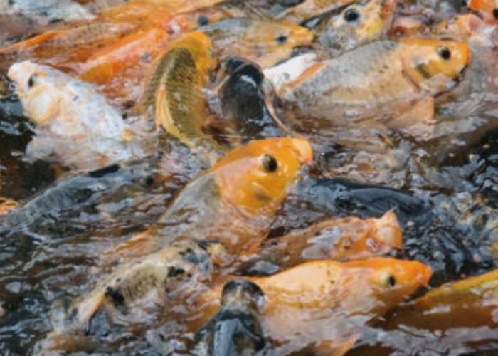 Pemanfaatan Listrik Desa Ujir, Bupati Kepulauan Aru Lirik Peluang Investasi Perikanan 