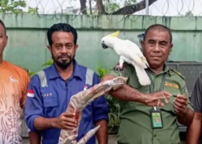 BKSDA Maluku Gagalkan Penyelundupan Satwa Dilindungi di Pelabuhan Yos Sudarso