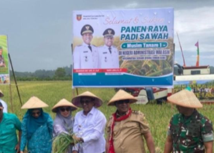 Pemkab Malteng Panen Raya 675 Hektare, Targetkan Jadi Lumbung Pangan Timur Indonesia