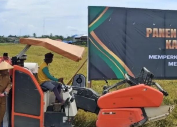 Kabupaten Buru Surplus 14.545 Ton,  Perkuat Status Lumbung Pangan Maluku