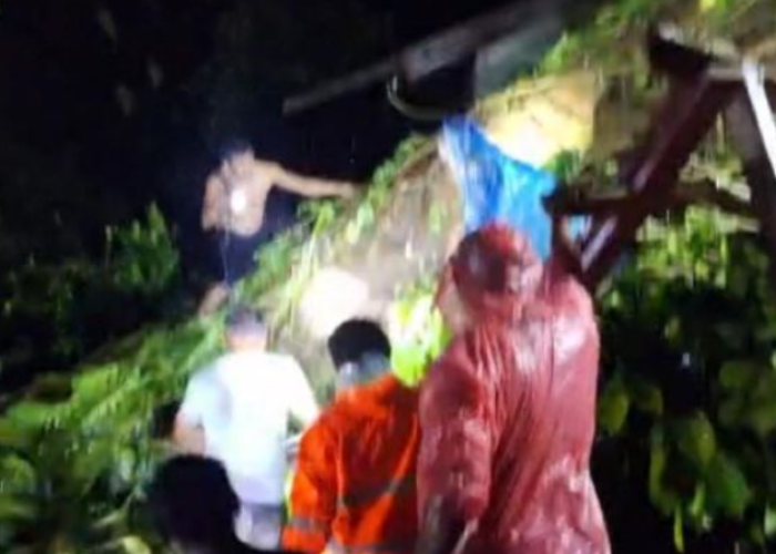 Pohon Tumbang di Ambon Tewaskan Sopir Angkot, Polisi Kerahkan Personel Evakuasi