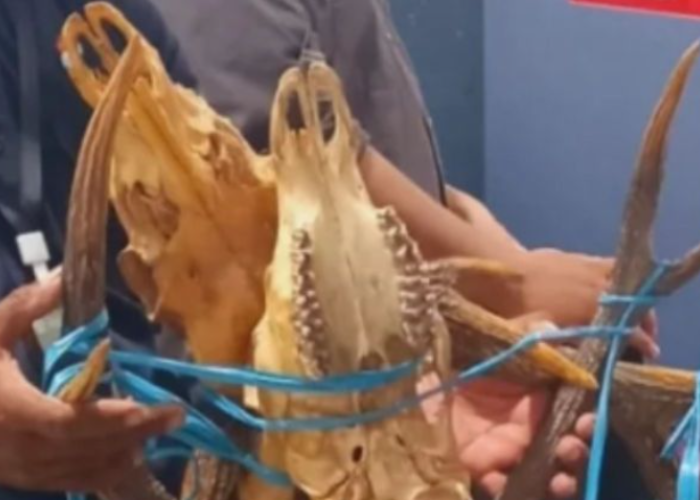 BKSDA Maluku Amankan Tiga Opsetan Tanduk Rusa di Pelabuhan Yos Sudarso Ambon