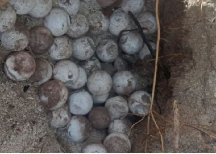 BKSDA Maluku Selamatkan 93 Butir Telur Penyu di Pulau Pombo untuk Amankan Penetasan