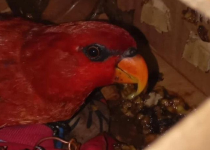 Petugas Amankan Nuri Maluku di Pelabuhan Ambon, Diduga Hendak Dibawa Tanpa Dokumen