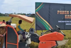 Kabupaten Buru Surplus 14.545 Ton,  Perkuat Status Lumbung Pangan Maluku