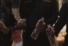 Nuri Maluku Ditemukan Petugas Disembunyikan dalam Botol Plastik di KM Ngapulu