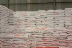 Produksi Beras Maluku Naik 12 Persen, Defisit Masih Membayangi