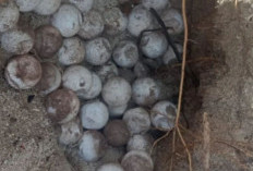 BKSDA Maluku Selamatkan 93 Butir Telur Penyu di Pulau Pombo untuk Amankan Penetasan